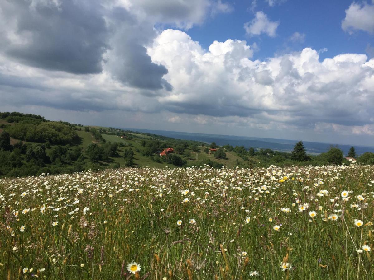 Bed and Breakfast Rose Hip Hill Farm Valea Tirnei Exterior foto